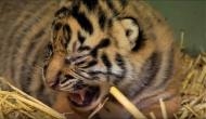 MP: 7-month-old tiger cub killed while crossing highway