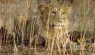 Chennai: Four lions found infected with delta variant of COVID-19 at Arignar Anna Zoological Park 