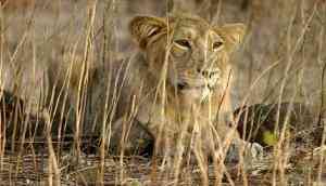 Chennai: Four lions found infected with delta variant of COVID-19 at Arignar Anna Zoological Park 