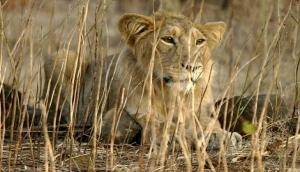 Chennai: Four lions found infected with delta variant of COVID-19 at Arignar Anna Zoological Park 