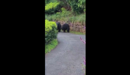 Anand Mahindra shares scary video of biker coming face-to-face with bears [Watch]
