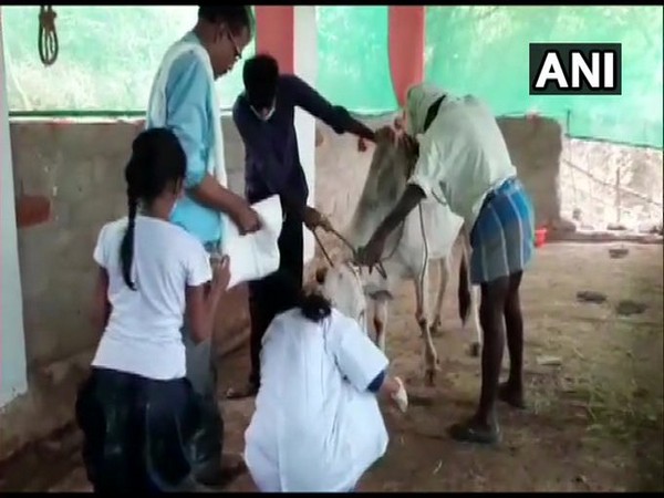 Madurai: Hot oil poured over cow by unidentified persons 