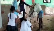 Madurai: Hot oil poured over cow by unidentified persons 