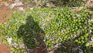 Karnataka: Farmers dump tonnes of mangoes on roadside as prices fall 