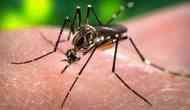 Karnataka: Kalaburagi City Corporation initiates mass fogging drive to combat increasing dengue cases 