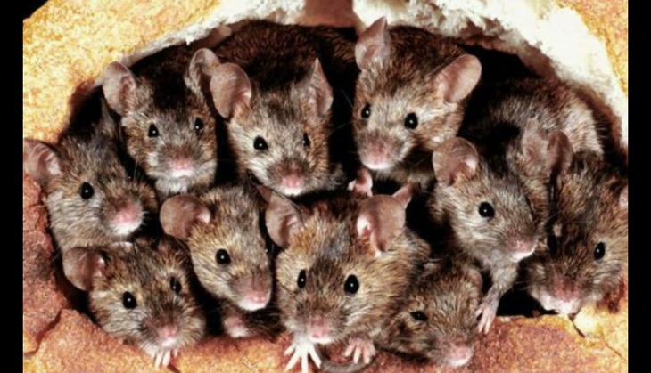 Horrified! Woman wakes up to mouse eating her eyeball; know what happens next