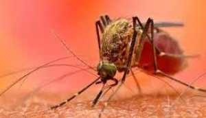 Kerala reports 15 confirmed Zika virus cases 