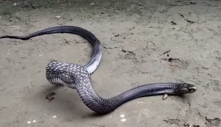 Cobra