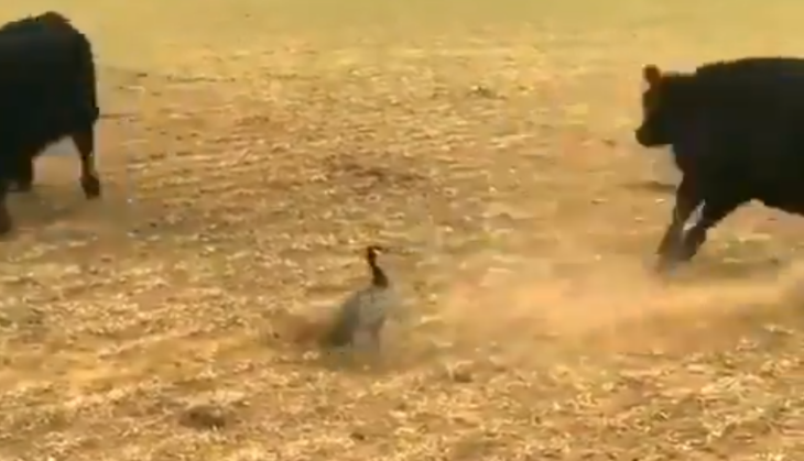 Cow and duck fight