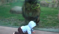 बच्चे को देखकर शेर के मुंह में आ गया पानी, वीडियो में देखें शिकारी ने फिर किया क्या