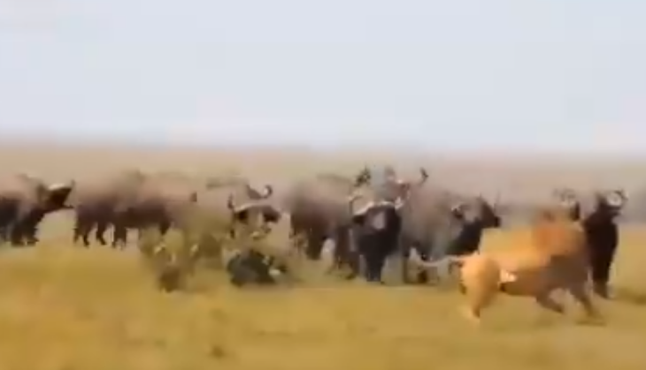 Buffalo