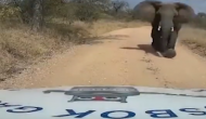जंगल में कार को देखकर हाथी को आ गया गुस्सा, वीडियो में देखें फिर कैैसा किया गाड़ी का हाल