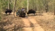 जीप से जंगल सफारी के लिए गए थे पर्यटक तभी सांड़ों ने कर दिया हमला, वीडियो में देखें फिर हुआ क्या