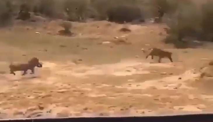 Leopard
