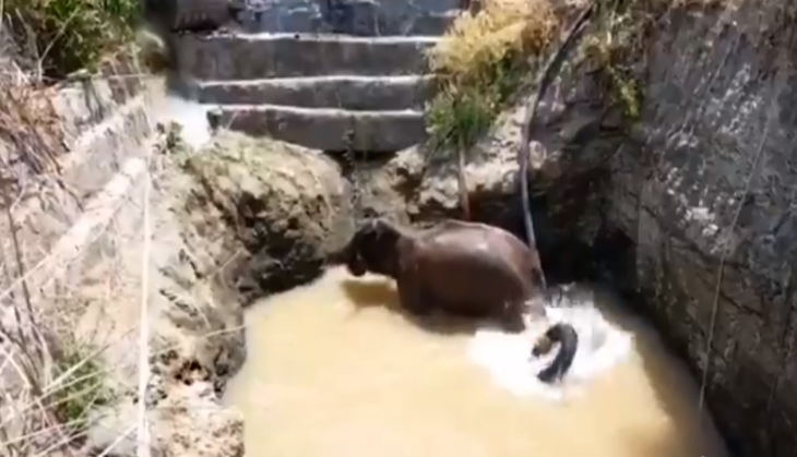 Elephant