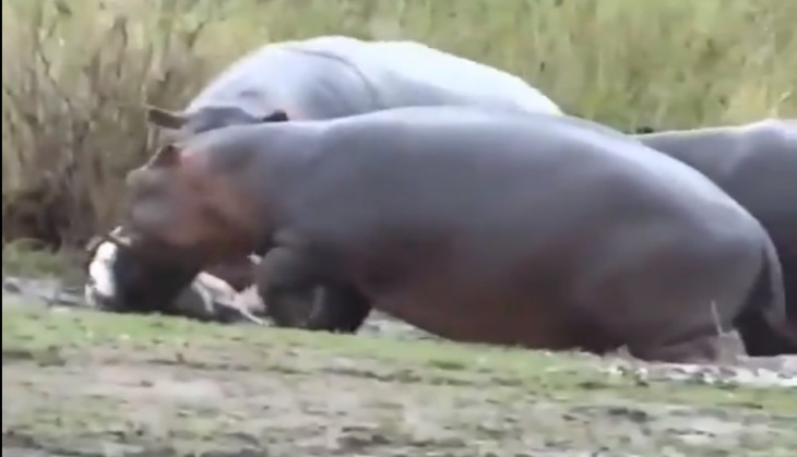 Hippo kills deer