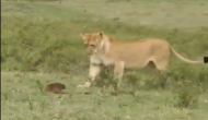 शेरों से भिड़ गया नेवला, वीडियो में देखें जंगल के राजा से कैसे लिया पंगा