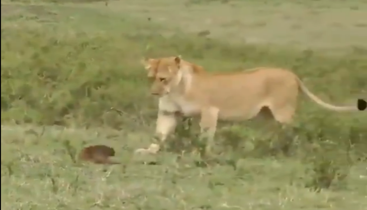 lion