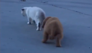 बिल्ली का पीछा कर रहा था कुत्ते का पिल्ला, वीडियो में देखें जब दिखाई घुड़की तो हुआ क्या