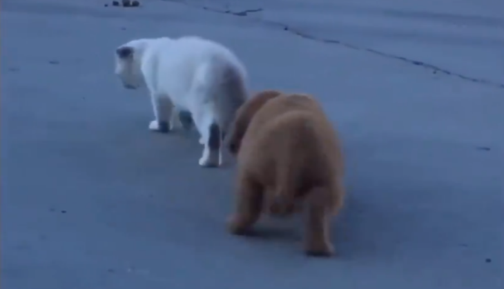 Cat and Puppy