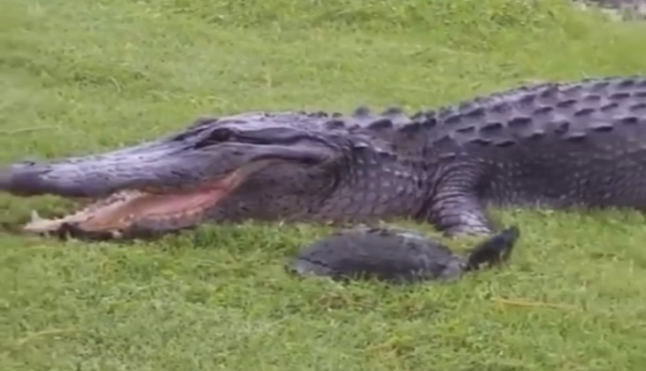 Crocodile