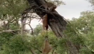 हिरण का शिकार कर पेड़ पर खींच ले गया तेंदुआ, वीडियो में देखें लकड़बग्घों ने कैसे मुंह से निकाला निवाला