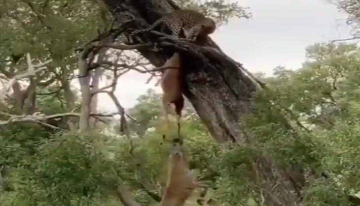 Leopard vs hyena