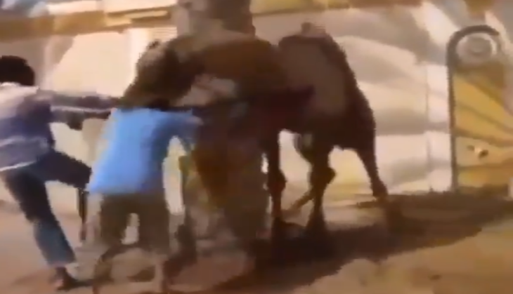 Camel