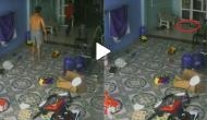 Hair-raising Video: King cobra tries to follow toddler; know what happens next