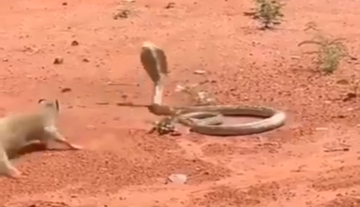 Cobra and Mongoose
