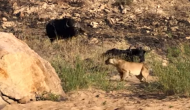 भैंस का शिकार करने की कोशिश कर रहा था शेर तभी बचाने के लिए गया साथी, वीडियो में देखें फिर हुआ क्या