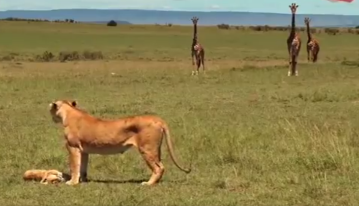 Lioness