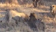 भूख से तड़प रहे शेरों ने शेरनी का किया शिकार, वीडियो में देखें कैसे बेरहमी से उतारा मौत के घाट