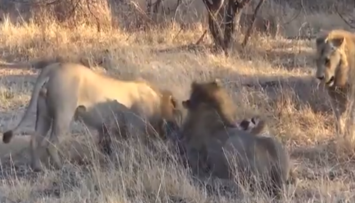 Lion and Lioness