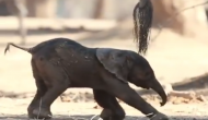 जन्म के बाद चलने की कोशिश कर रहा था हाथी का बच्चा, वीडियो में देखें जब मुंह के बल गिरा धड़ाम तो हुआ क्या