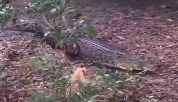 Crocodile Dog