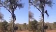 बच्चे को बचाने के लिए तेंदुआ से भिड़ गई मां, वीडियो में देखें पेड़ पर चढ़कर कैसे बचाई जान