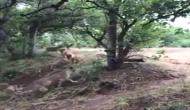 दुनिया के सबसे खतरनाक जानवर से भिड़ गया शेरों का झुंड, वीडियो में देखें फिर हुआ क्या
