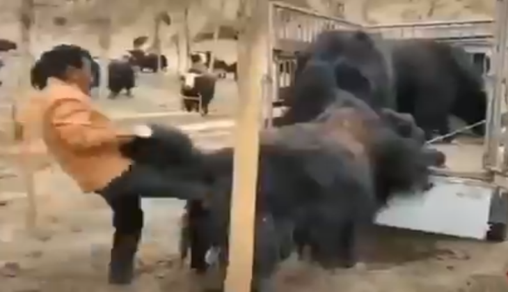 Buffalo