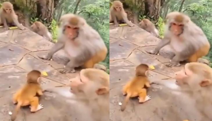 monkey