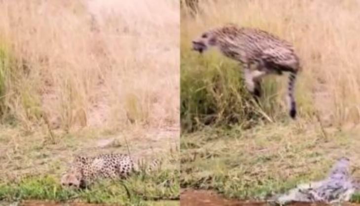 Leopard Vs crocodile