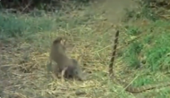 बंदर को डसने की कोशिश कर रहा था कोबरा, वीडियो में देखें फिर हुआ क्या