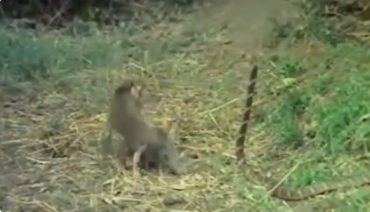 Monkey and Cobra fight