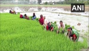 UP: Paddy growers in Aligarh face problems due to delayed monsoon, seek govt help