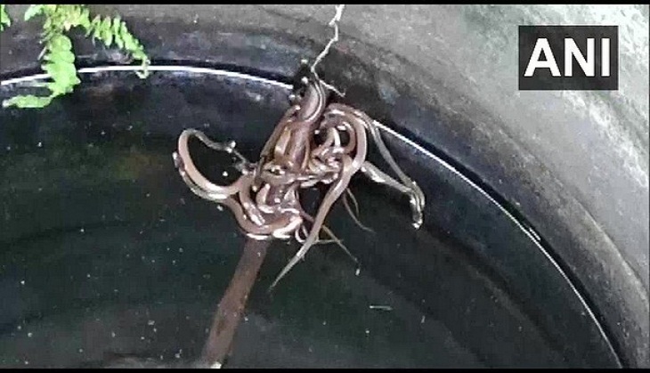 Odisha: 15 baby Cobra snakes rescued in Ganjam