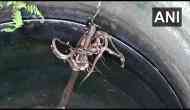 Odisha: 15 baby Cobra snakes rescued in Ganjam