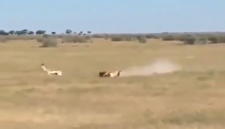 Lioness killed deer