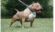 Pet pitbull mules minor boy, inflict grievous injuries on his body