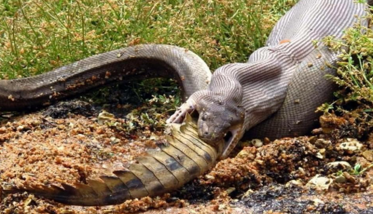 python swallow crocodile