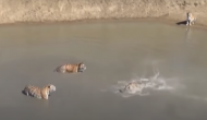 तालाब में तैर रही बत्तख का शिकार करने की कोशिश कर रहे थे बाघ, वीडियो में देखें फिर हुआ क्या